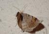 362945 – Photo : Catherine Reymonet-Smitten – France (19)